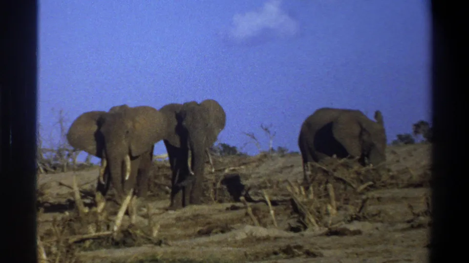 1969 Cape Town 8mm frame showing three elephants among dry brush and bare ground beneath a clear blue sky.