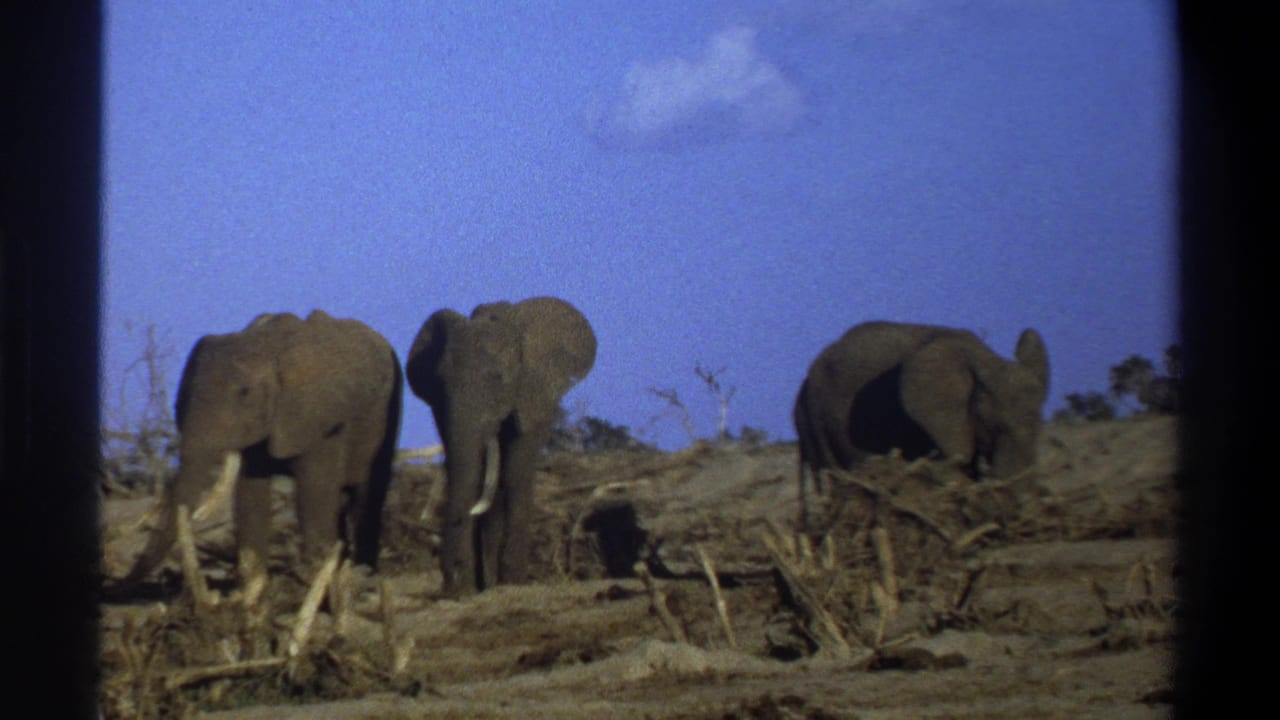 Three elephants spread across dry ground with brush and a blue sky behind them.