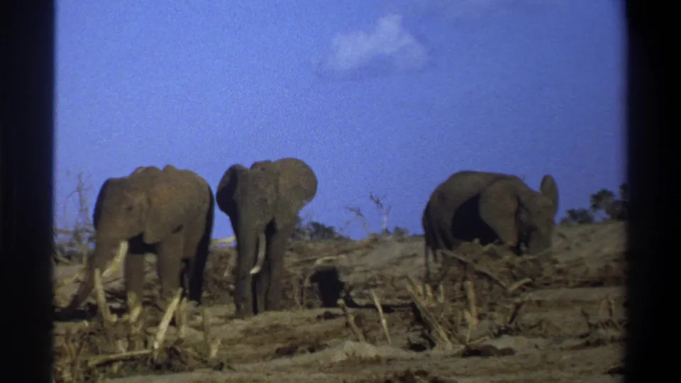 1969 Cape Town 8mm frame with three elephants positioned across an arid brushy setting, including one turned partly away.