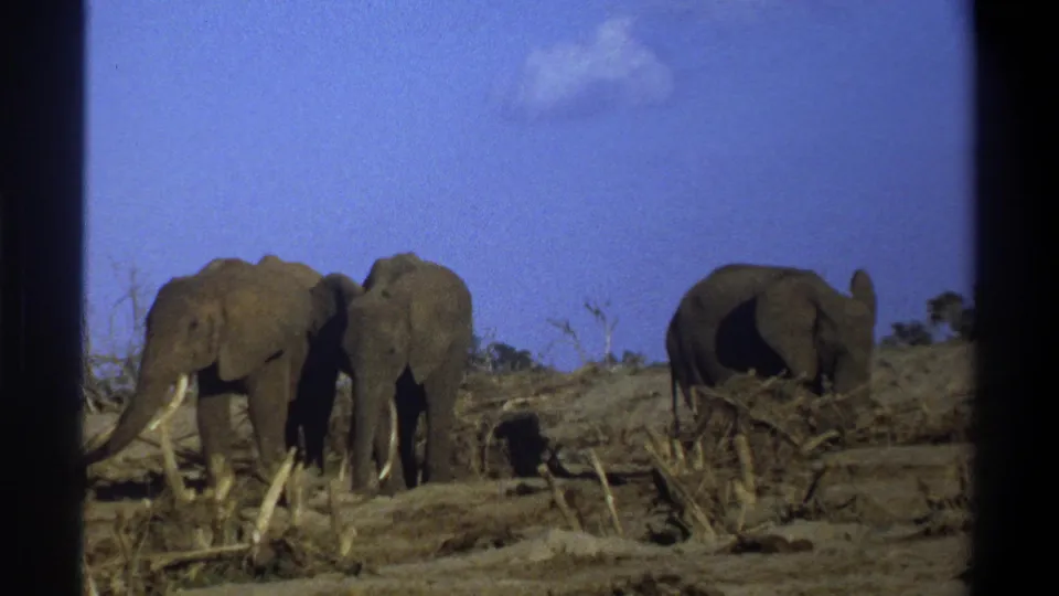 1969 Cape Town 8mm frame showing two elephants closer together at left and a third elephant to the right in dry brushland.