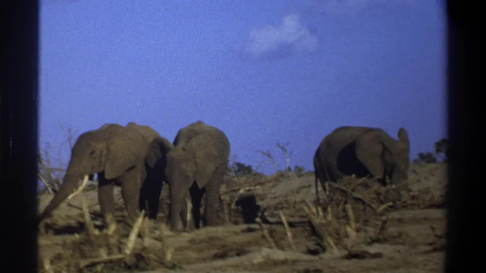 1969 Cape Town 8mm frame showing two elephants close at center-left and another elephant at right against dry brush and blue sky.