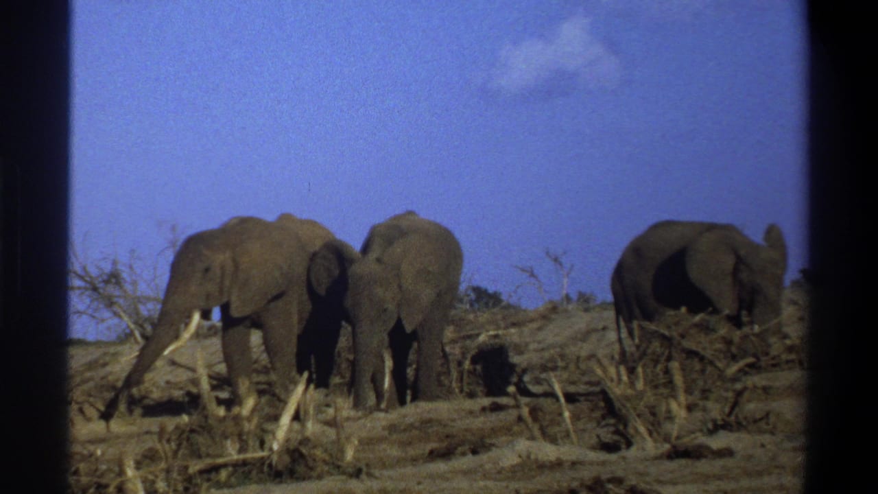 1969 Cape Town-area 8mm footage shows three elephants on barren ground with scattered branches and a clear blue sky.