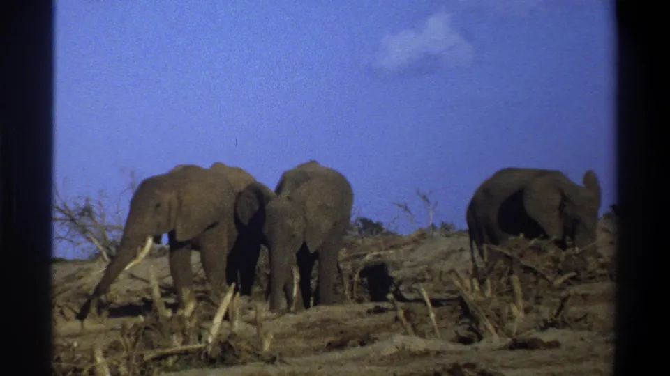 1969 Cape Town-area 8mm footage shows three elephants on barren ground with scattered branches and a clear blue sky.
