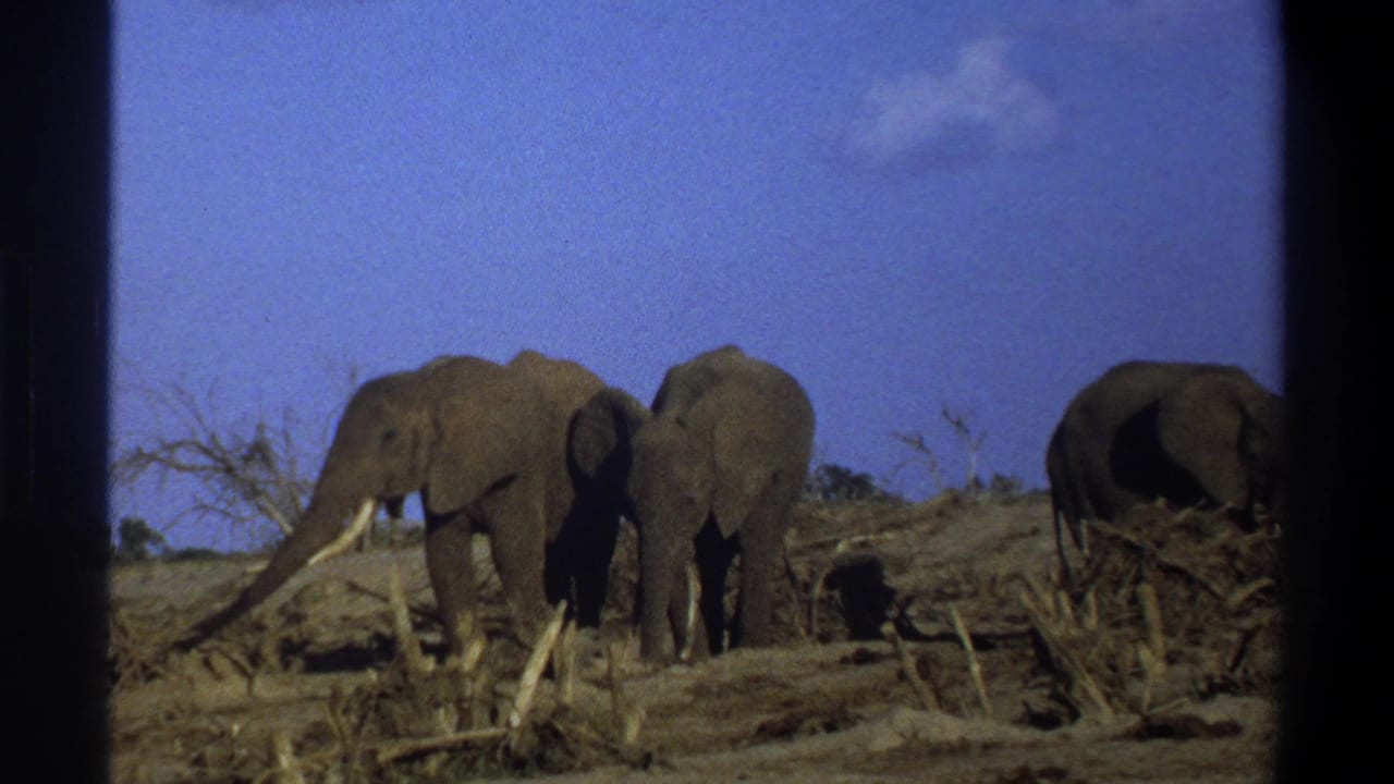Three elephants remain in a dry field, with one at right partly turned away near brush.