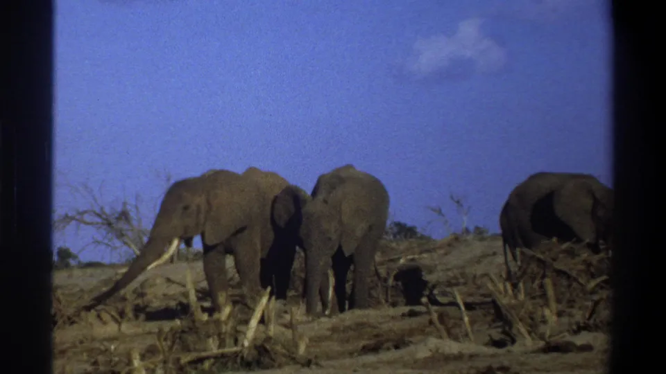 In metadata-supported 1969 Cape Town footage, elephants stand close together on dry ground beside sparse brush and branches.
