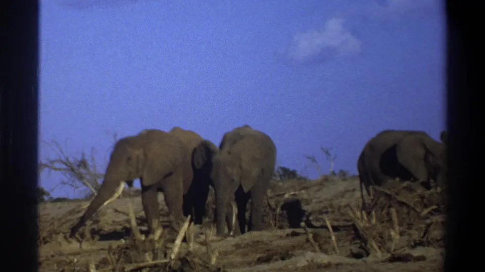A handheld 8mm frame from 1969 Cape Town shows elephants standing in an arid field under a clear sky.