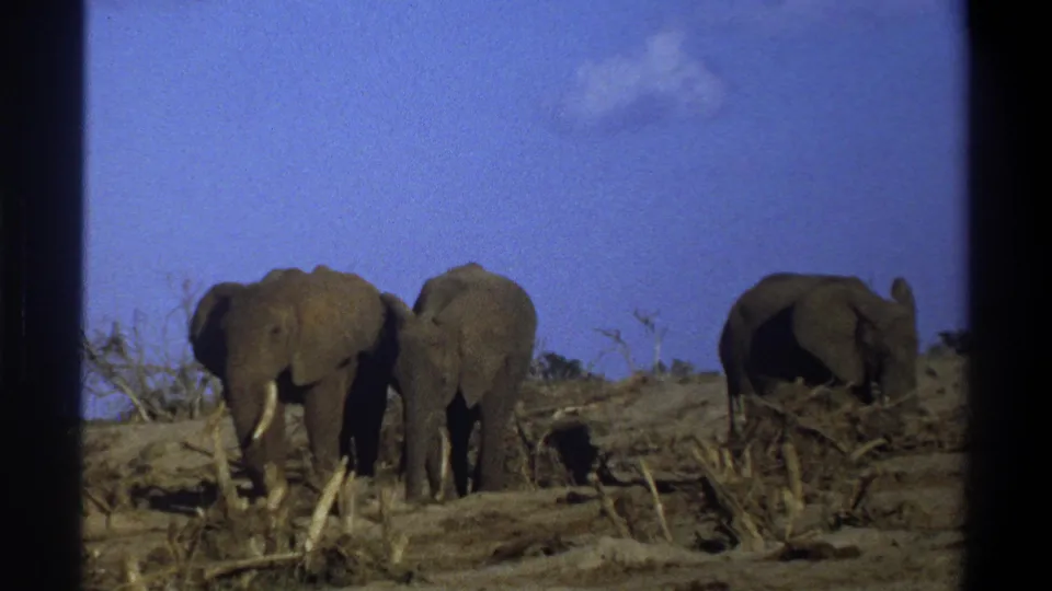 The final frame shows three elephants in a dry Cape Town landscape, recorded on grainy 8mm film in 1969.