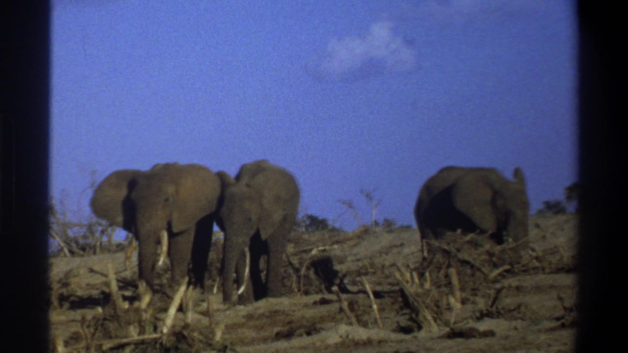 1969 South Africa 8mm frame showing three elephants in a dry open landscape with sparse brush and dark film borders.