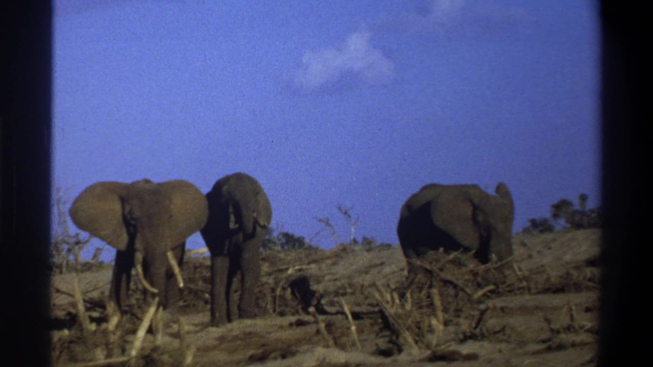 Three elephants move near fallen branches on dry ground.