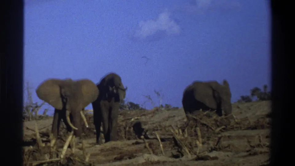 1969 South Africa home-movie frame showing elephants in side and rear views amid dry brush and dusty ground.