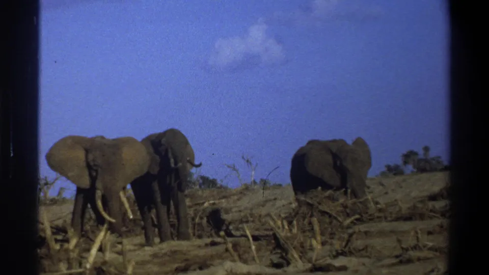 Archival 8mm frame showing three elephants spread across a dry South African landscape under blue sky.