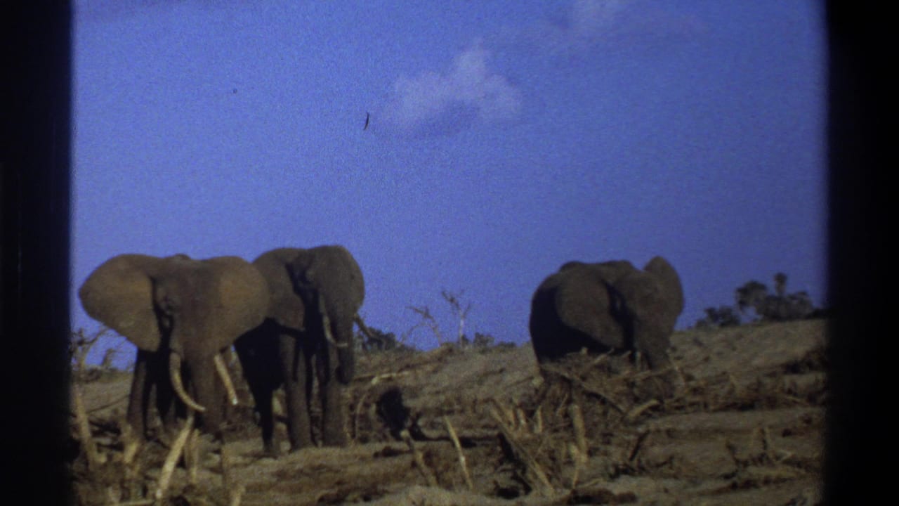 1969 8mm footage from Cape Town, South Africa shows three elephants on dry ground with sparse brush and a blue sky.