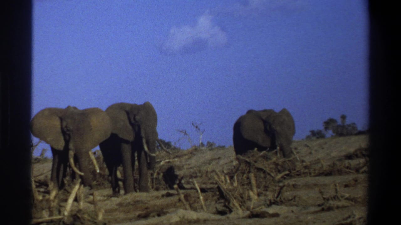 Three elephants stand on a low dry rise with brush and open sky behind them.
