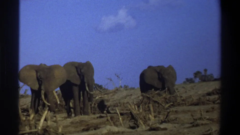 Three elephants appear in a dry South African habitat, with tusks, scattered brush, and blue sky visible in the 8mm frame.