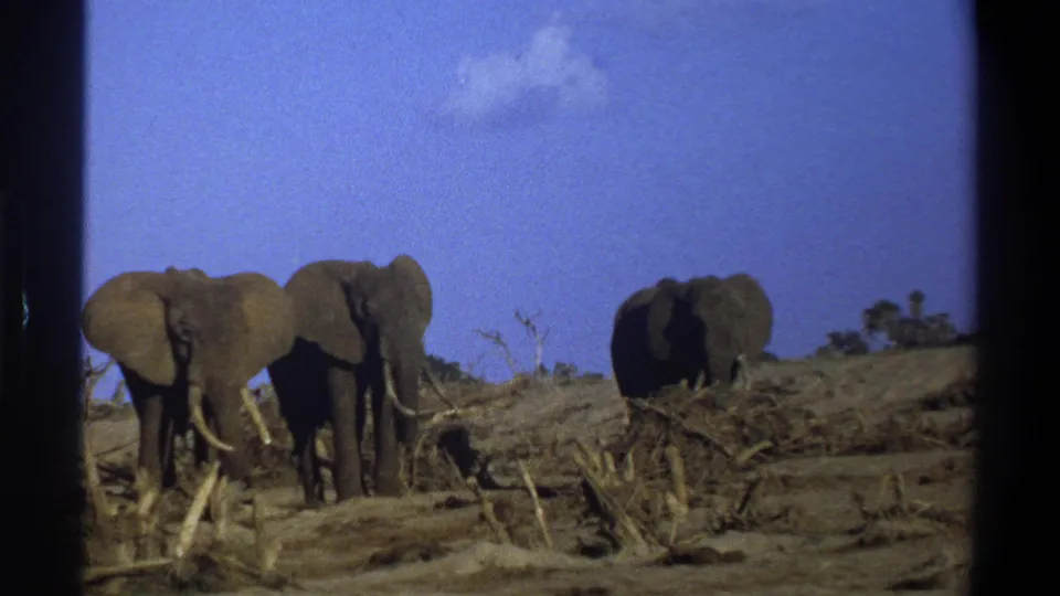 The final 1969 8mm frame shows three elephants spaced across dry terrain, with sparse vegetation and blue sky above.