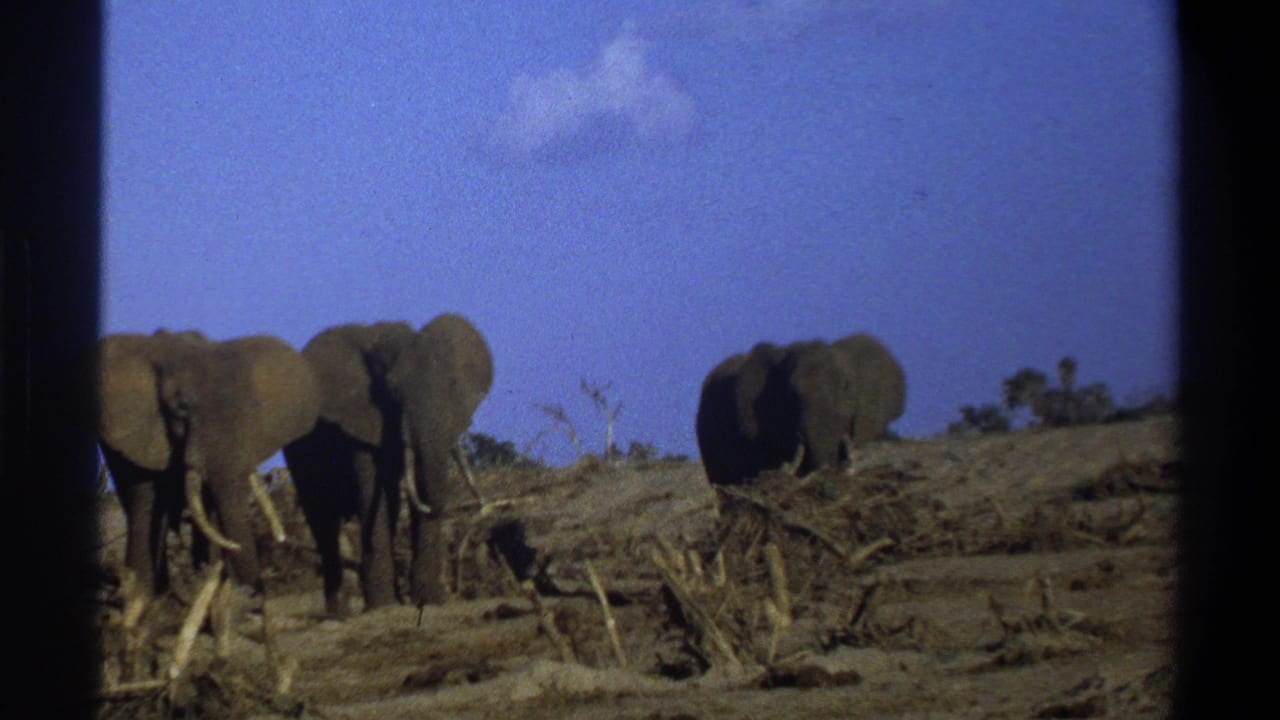 1969 South Africa 8mm frame showing three elephants in a dry open landscape with brush, branches, and blue sky.