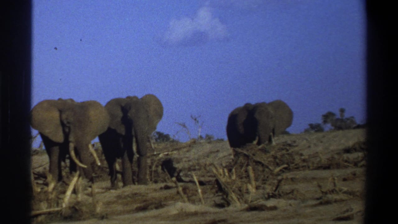 Three elephants remain in a dry savanna view with one elephant farther right near brush.