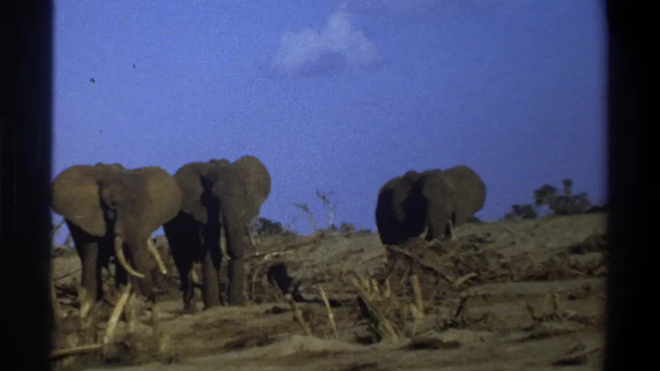 1969 South Africa home-movie frame with three elephants spread across dry terrain under a bright blue sky.