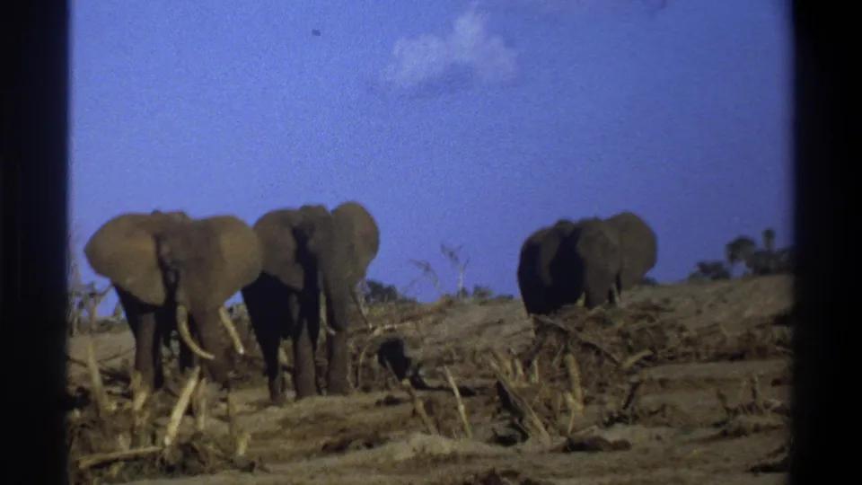 Soft 1969 South Africa 8mm frame showing three elephants in a dry savanna-like setting with brush and sky.