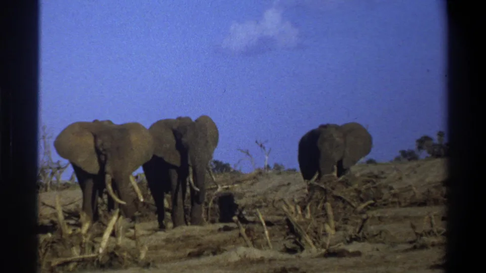 1969 South Africa 8mm frame with two elephants grouped together and a third elephant farther right on dry ground.
