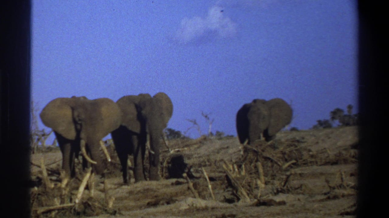 Three African elephants stand in a barren landscape in 1969 South Africa footage, with brush and branches in the foreground.