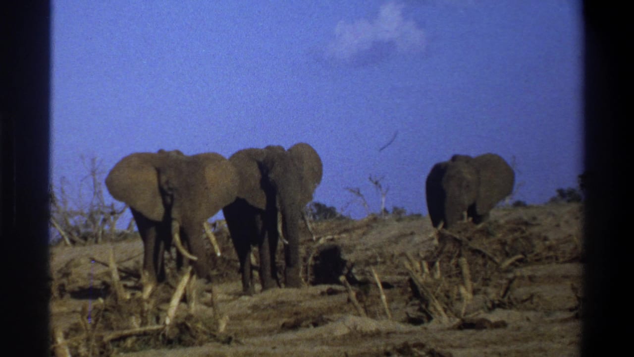 Three elephants are seen across sunlit dry terrain in the 1969 South Africa home-movie frame, partly divided by the contact-sheet border.