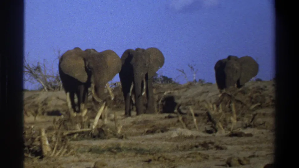 A 1969 South Africa frame shows three elephants in soft 8mm focus, standing among dry brush and pale branches.