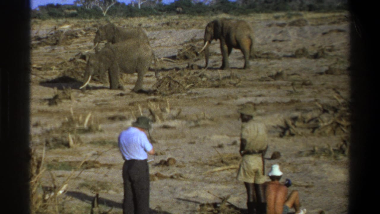 1969 South Africa 8mm frame showing tourists in safari clothing observing two elephants across a dry, open landscape.