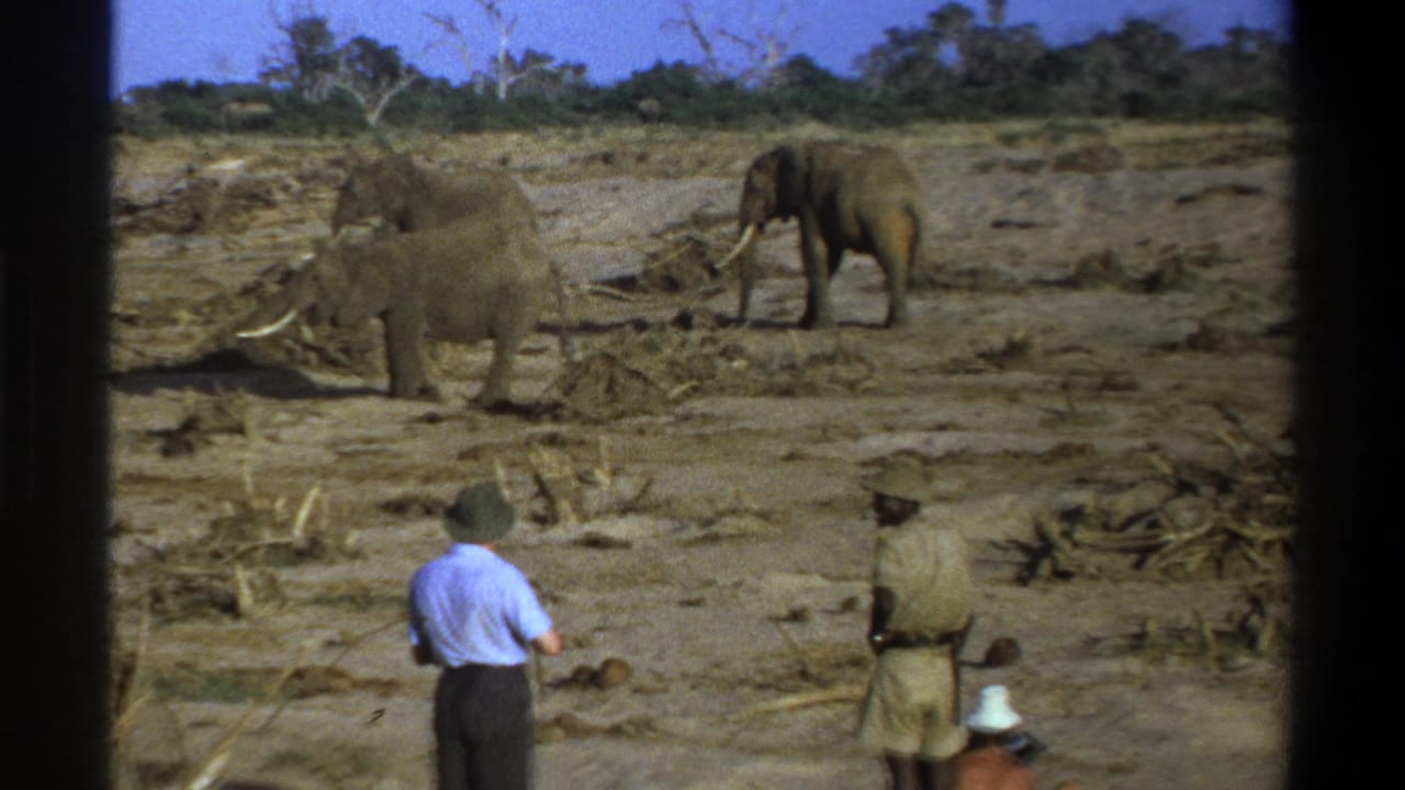 Two elephants walk across dry terrain while tourists watch from the foreground.
