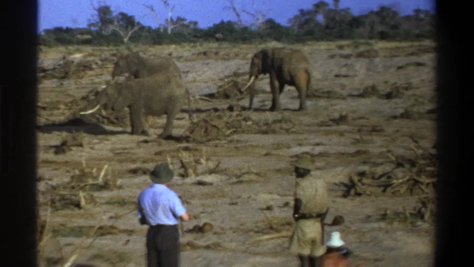 Tourists viewed from behind watch elephants moving through a dry African landscape, supported by the clip's 1969 South Africa metadata.