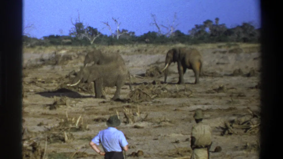 A home-movie frame shows elephants on open dry ground while safari visitors remain partly visible in the foreground.
