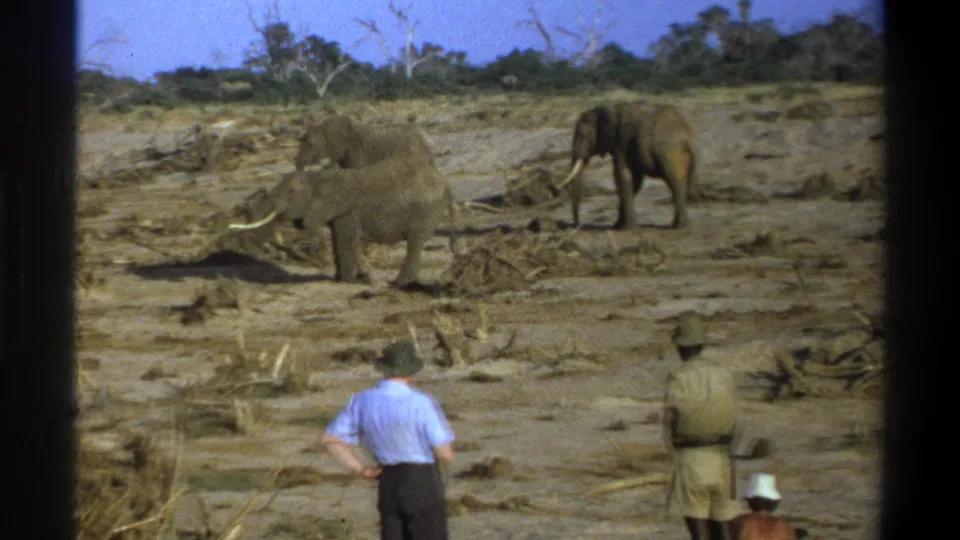 1969 South Africa travel footage frame with visitors in hats watching elephants across dusty ground and sparse vegetation.