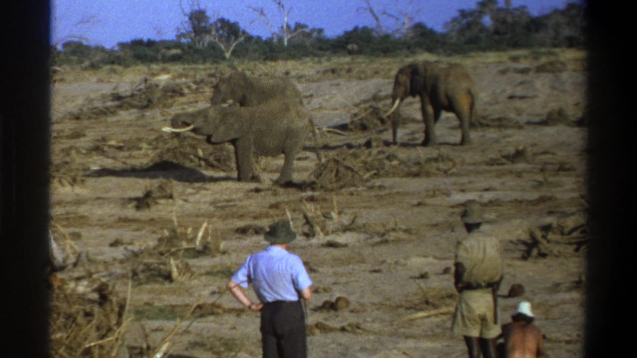 1969 South Africa safari footage shows tusked elephants on dusty ground as visitors and a guide watch from the foreground.