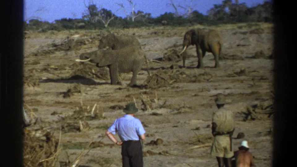 1969 South Africa safari footage shows tusked elephants on dusty ground as visitors and a guide watch from the foreground.