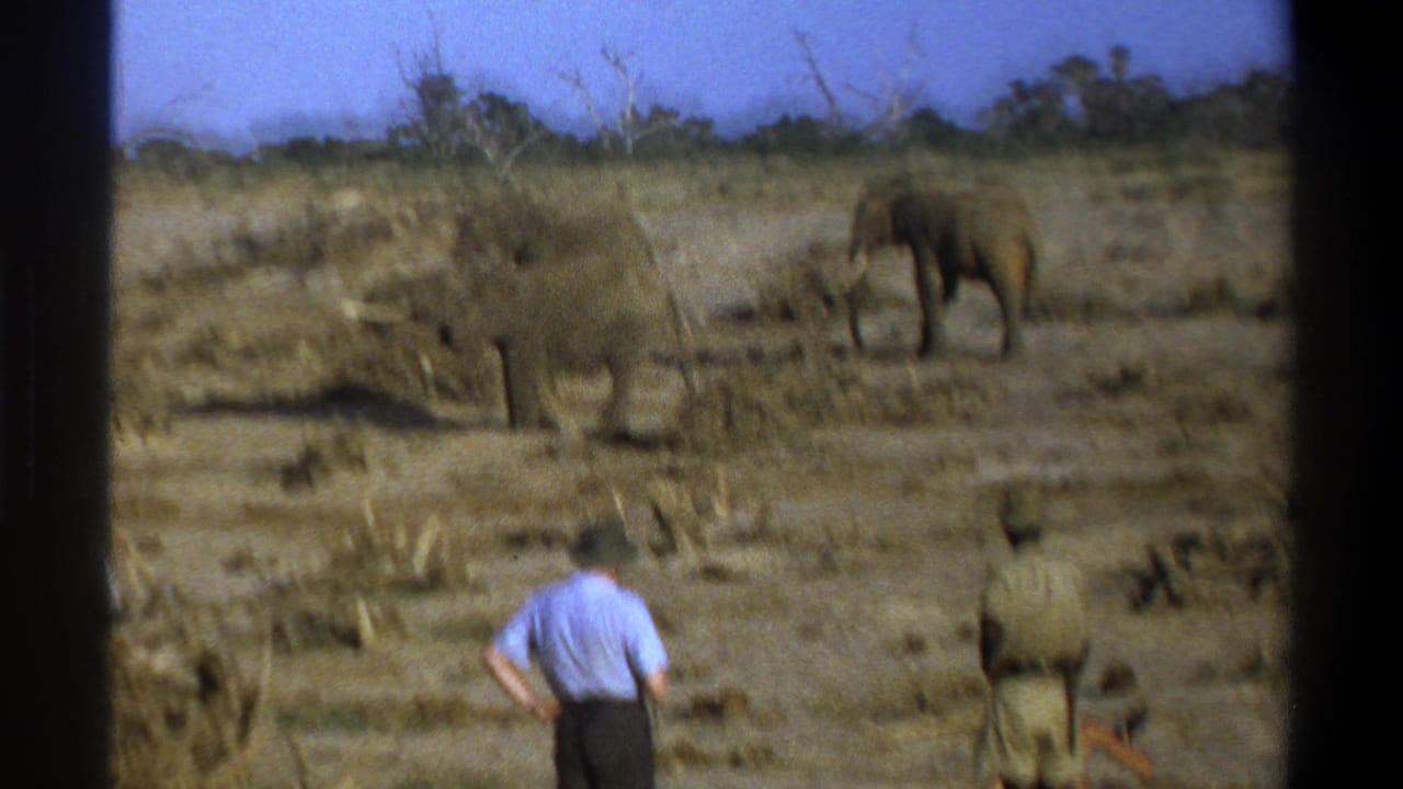 Two elephants graze or stand in the distance as people watch from below.