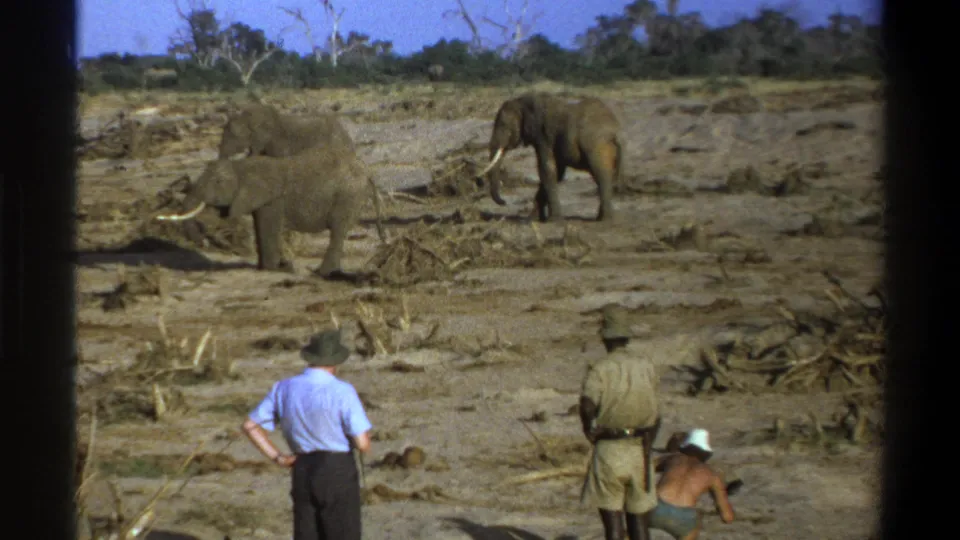 In this 1969 safari view, several tusked elephants occupy the open plain as visitors and a guide watch from behind.