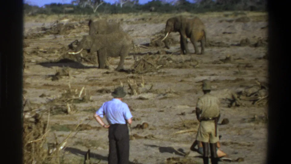 Visitors in 1969 South Africa watch tusked elephants from the edge of a dry, brush-covered safari scene.