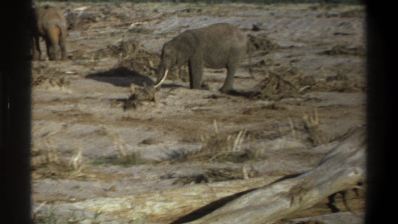 1969 Cape Town-area 8mm footage shows two elephants on a dry, debris-strewn plain, viewed through dark vertical edges.