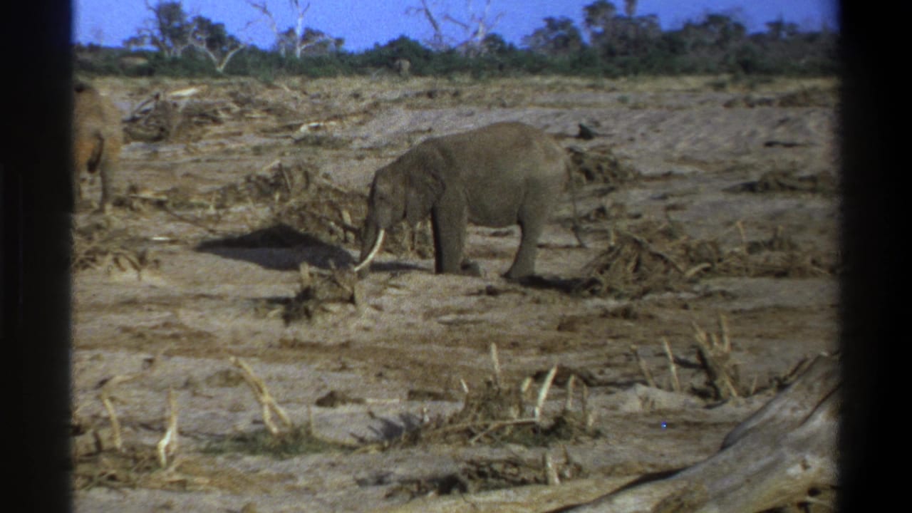 1969 Cape Town-area 8mm frame with a tusked elephant in profile on dusty ground and a second elephant partly visible behind.