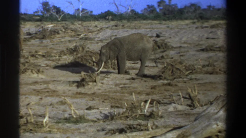1969 Cape Town-area 8mm footage shows a tusked elephant lowering its head among dead branches on a dry plain.