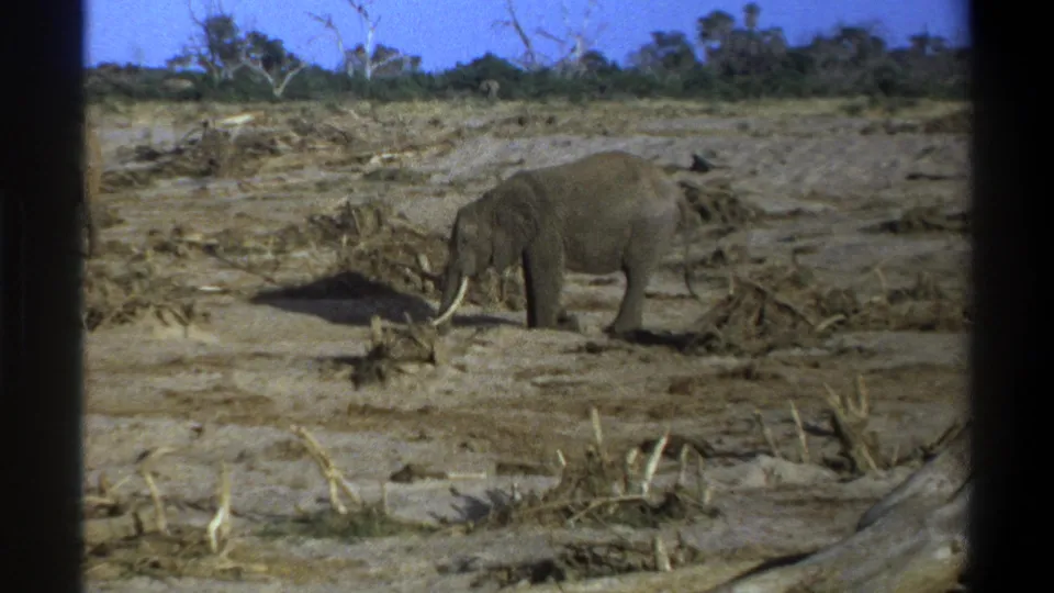 1969 Cape Town-area 8mm frame of a tusked elephant standing near scattered wood on a dry, open landscape.