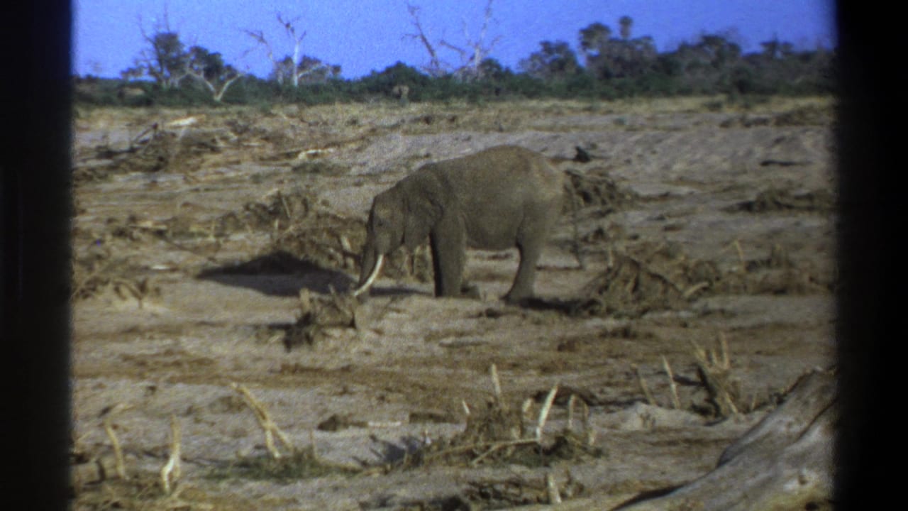 Tusked elephant standing on dry clay ground near muddy debris.