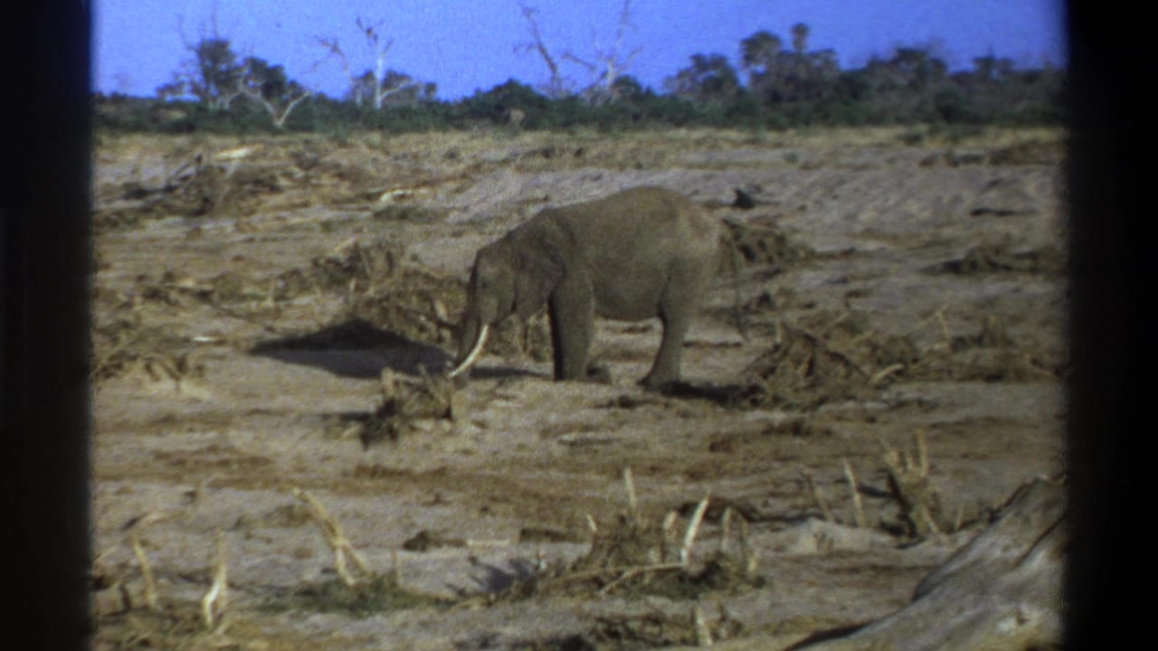 Vintage 8mm frame of a lone elephant facing left beside mud, branches, sparse vegetation, and a distant tree line.
