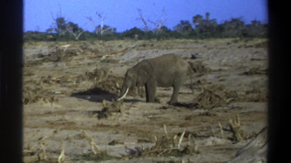 Metadata-supported Cape Town 1969 8mm frame of a lone elephant beside mud, dry branches, low scrub, and distant trees.
