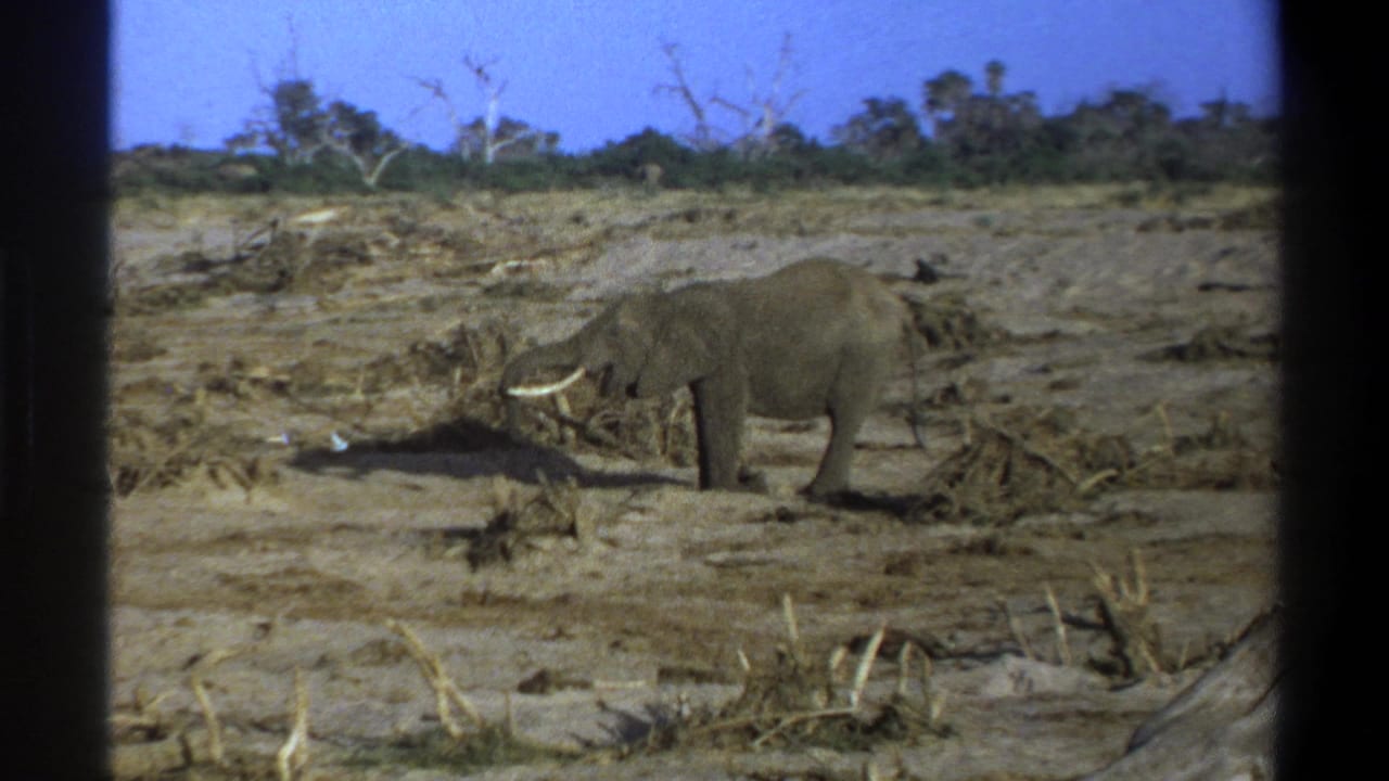 1969 South Africa 8mm frame showing a tusked elephant foraging in a dusty open field with sparse trees in the distance.
