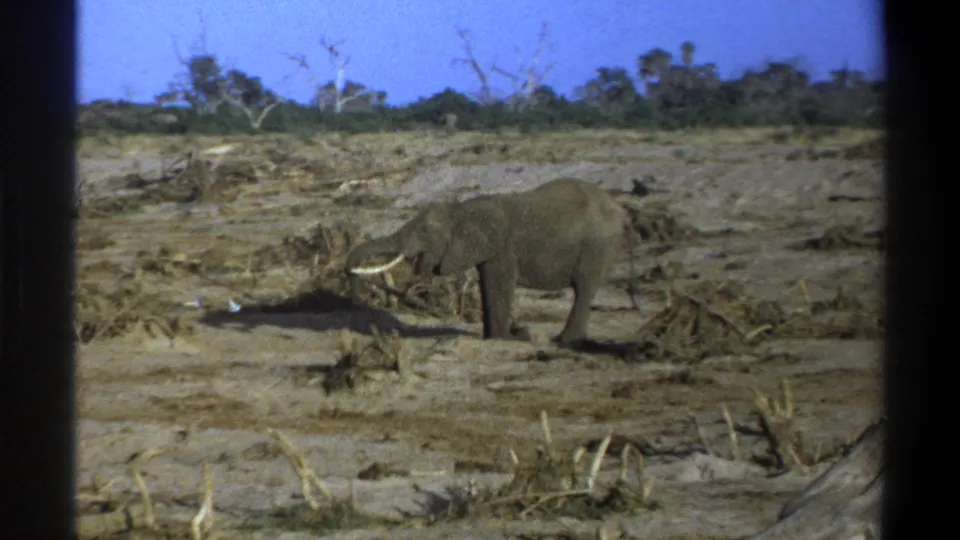 1969 South Africa 8mm frame showing a tusked elephant foraging in a dusty open field with sparse trees in the distance.