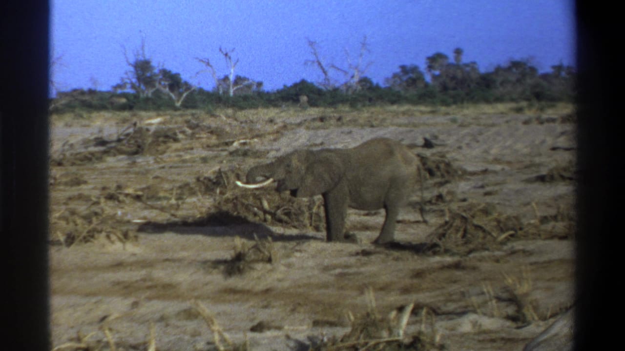 Elephant with prominent tusks near scattered branches in a dry open field.