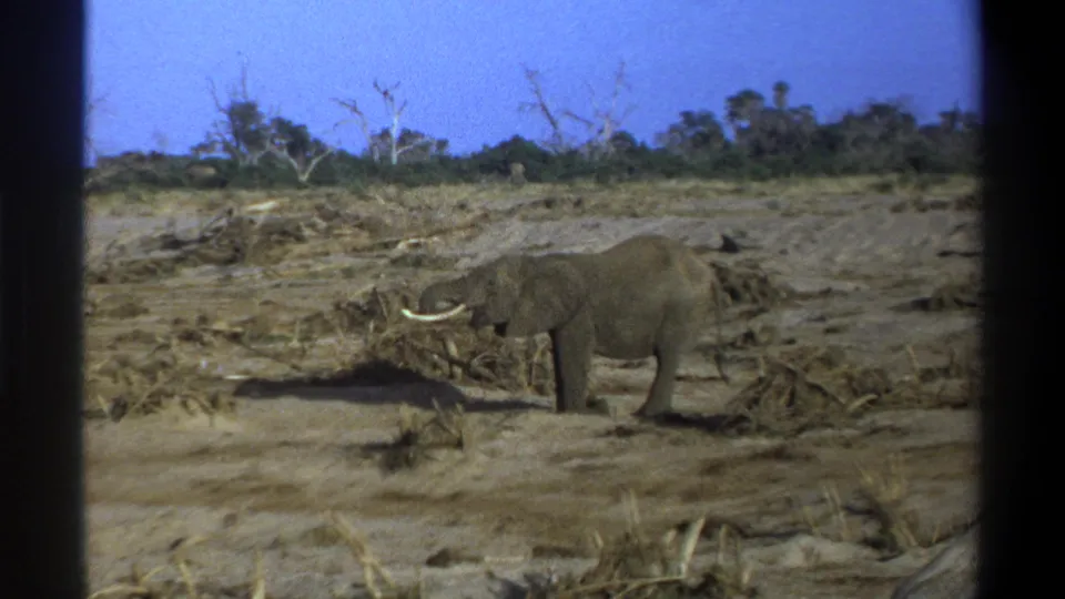 1969 Cape Town-area home-movie frame of a tusked elephant moving slowly through a dry field bordered by sparse vegetation.