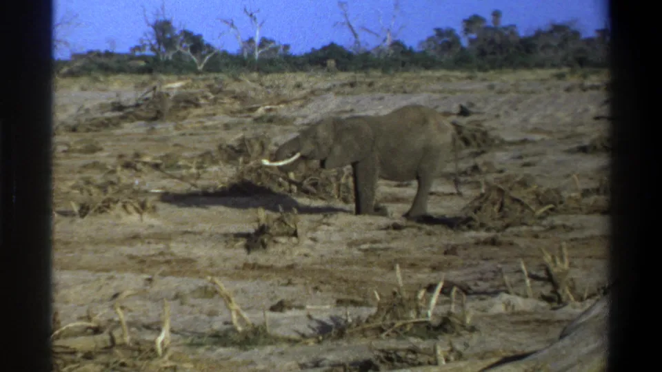 1969 South Africa 8mm frame showing the elephant lowering its trunk among dry vegetation in an open, dusty landscape.