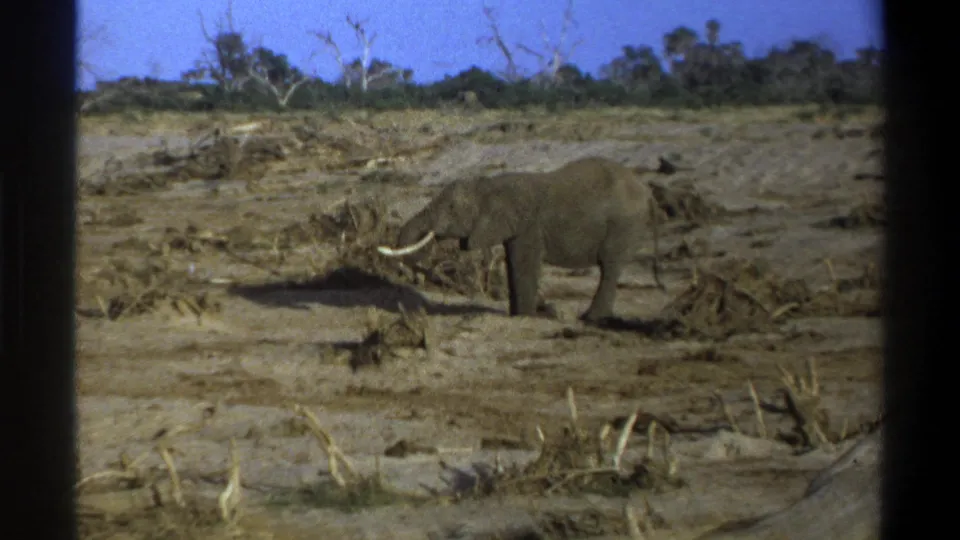 1969 Cape Town home-movie frame of a tusked elephant standing amid dry branches, with sparse trees and blue sky beyond.